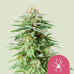 White Widow 3 Stück