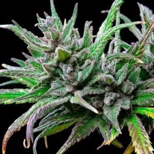 Royal Queen Seeds Northern Light 5 Stück