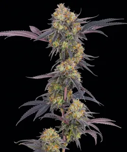 Tropicana Cherry 5 Stück