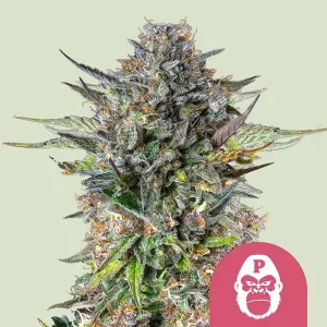 Pink Gorilla 3 Stück