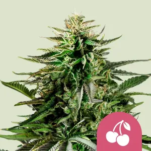 Cherry Pie 5 Stück