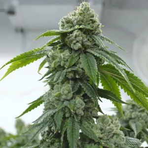 Biker Kush Setzling