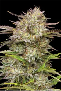 California Haze  5 Stück