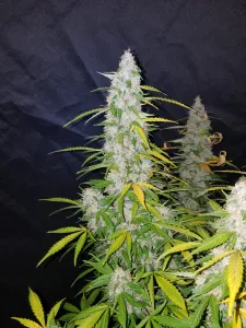 Californian Snow Auto 5 Samen Fast buds 42