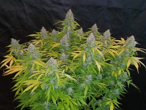 Californian Snow Auto 5 Samen Fast buds 42