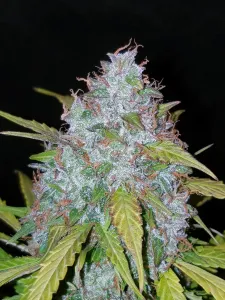 Californian Snow Auto 5 Samen Fast buds 42