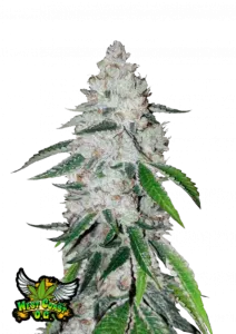 Californian Snow Auto 5 Samen Fast buds 42
