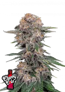Cherry Cola Auto Samen Fast Buds 5. Stück
