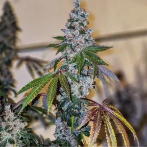 Cherry Pie  OG S1  5 Stück