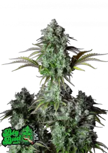Fast Buds Cannabis Seeds Big Bud Auto