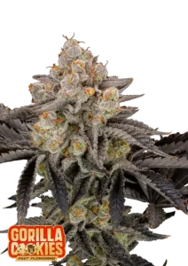 Fast Buds Cannabis Seeds Gorilla Cookies FF