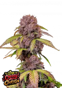 Fast Buds Cannabis Seeds Lemon Cherry Cookies Auto