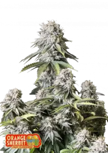 Fast Buds Cannabis Seeds Orange Sherbet FF