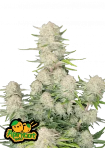 Fast Buds Hanfsamen Apricot Auto 3. Stück