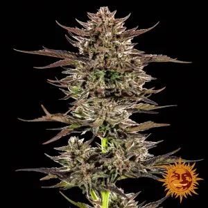 Frosted Zinn x 3 Bears OG Auto  3 Stück