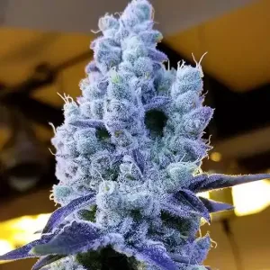 Mandarin Cookies V2 5 Stück