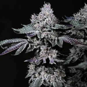 Nuggz R1 - Ethos 5 Stück