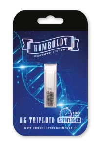 OG Triploid Auto Feminisiert 3 Stück