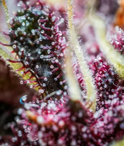 Purple Punch Auto 3 Stück
