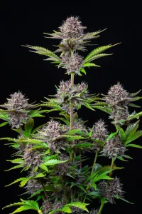 Purple Punch Auto 3 Stück