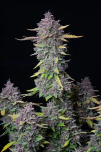Purple Punch Auto 3 Stück