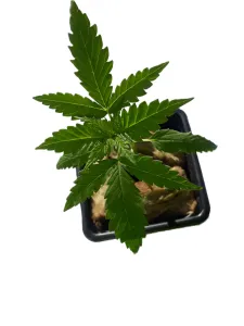 Purple Punch Auto Setzling