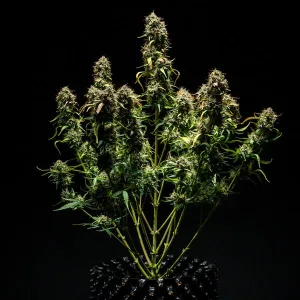 Purple Punch Auto Setzling