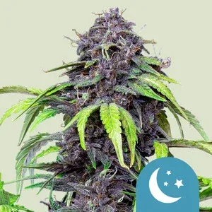Purplematic CBD Royal Queen Seeds 5 Stück