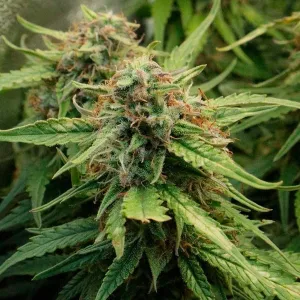 Royal Creamatic Auto Setzling