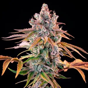 Royal Queen Seeds Royal Cheese 3 Stück