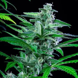 Special Kush 1 Royal Queen Seeds Setzling