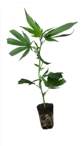 Super Lemon Haze - Green House Seeds StecklingSuper Lemon Haze - Green House Seeds Steckling
