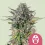 Pink Gorilla 3 Stück