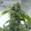 Biker Kush Setzling