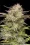 California Haze  5 Stück