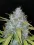 Californian Snow Auto 5 Samen Fast buds 42