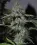 Chem 4 OG Feminised Seeds - 6