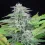 Critical ( Royal Queen Seeds ) Setzling