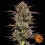 Frosted Zinn x 3 Bears OG Auto  3 Stück