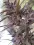 Panama Haze Regular 5 Stück