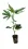 Super Lemon Haze - Green House Seeds StecklingSuper Lemon Haze - Green House Seeds Steckling
