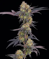 Tropicana Cherry Strain

28% T...