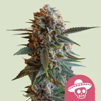 Mexikanische Landrasse-Sativa
D...