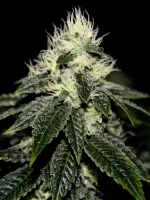Chem 91 Sk Va
Genetik: Chem 91 ...