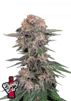 Produktbeschreibung: Cherry Cola...