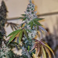 Cherry Pie OG S1 von Ethos Genet...