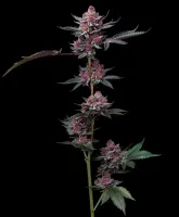 Produktbeschreibung: Cherry Popp...