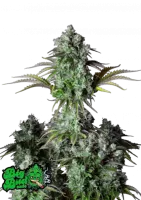 Aussehen und Geschmack:

	Gesc...