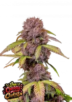 Aussehen und Geschmack:

	Gesc...