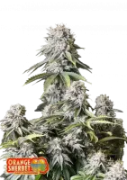 Geschmack: Orange, süß, sauer, c...